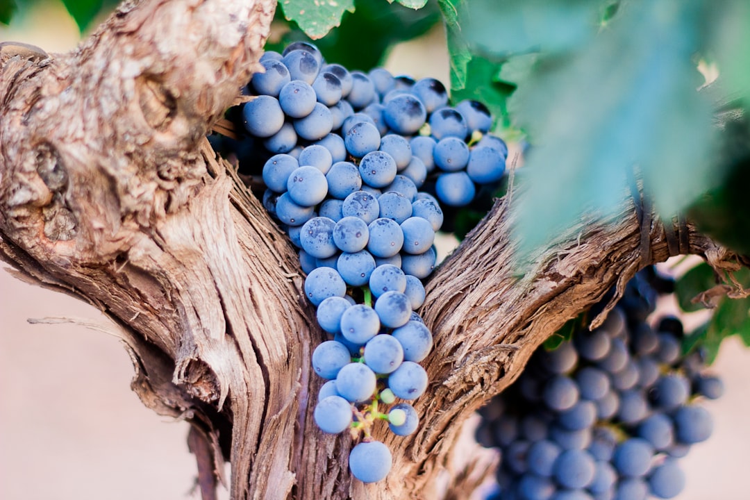 Photo Sardinian vineyard